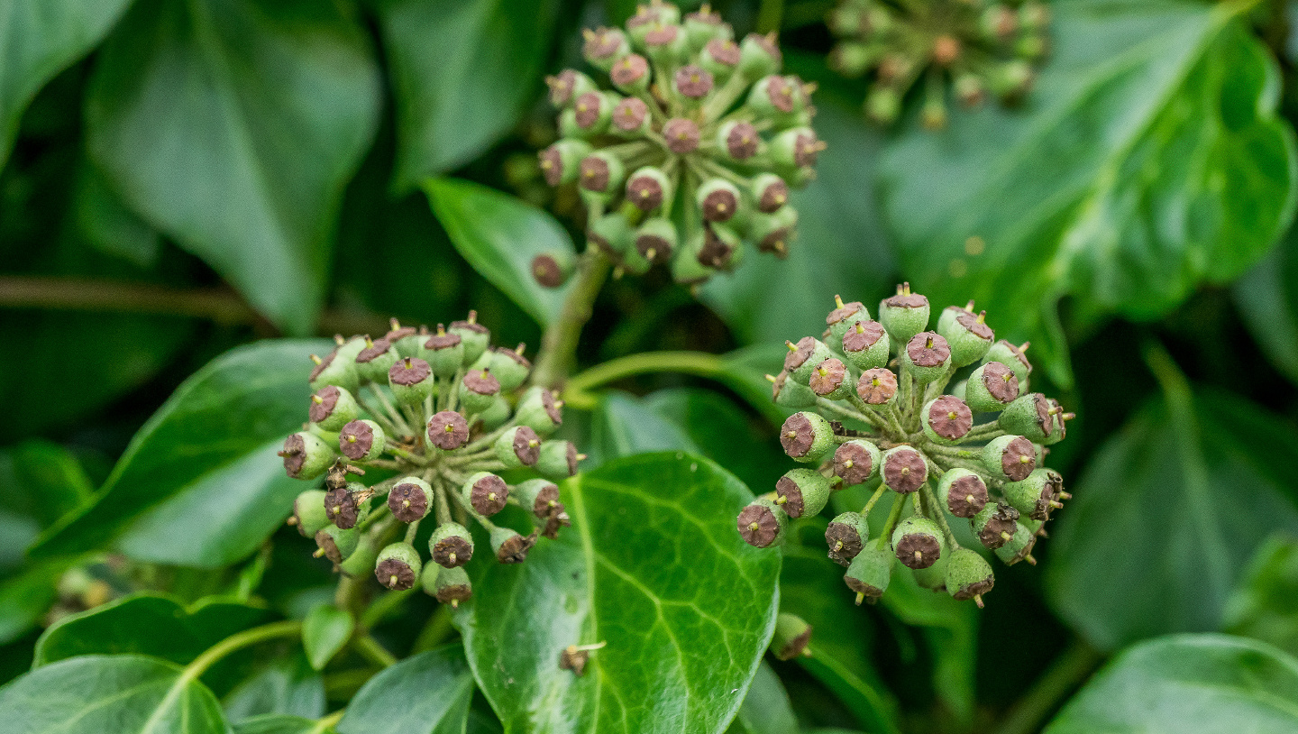 ivy flowers