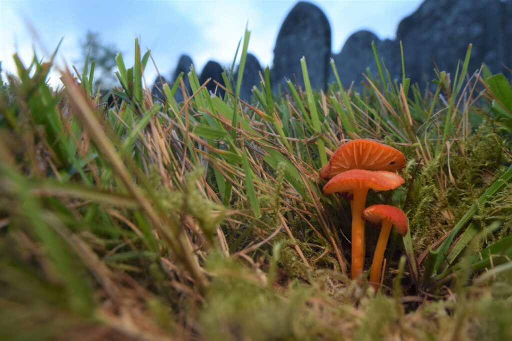 waxcaps